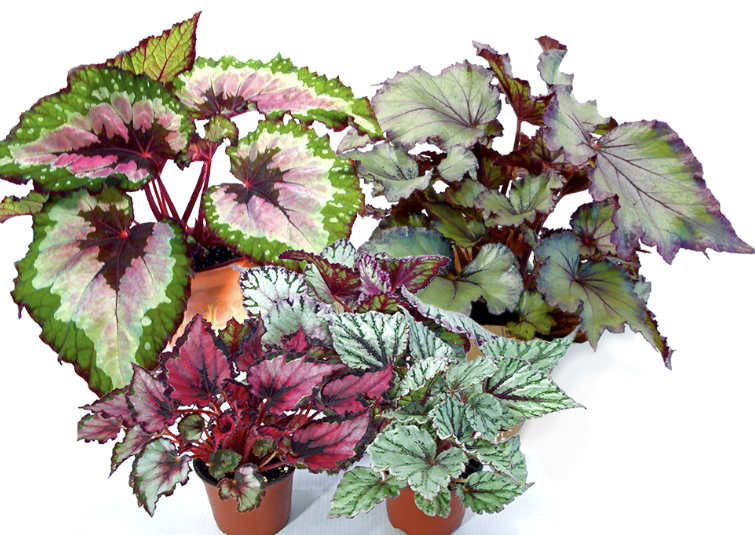 Easy-care houseplants, Rex Begonia